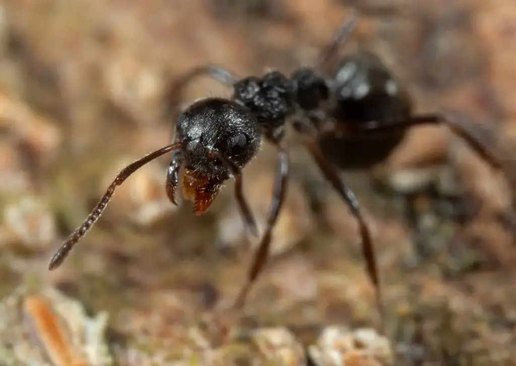 Macro Photography of Black Garden Ant 