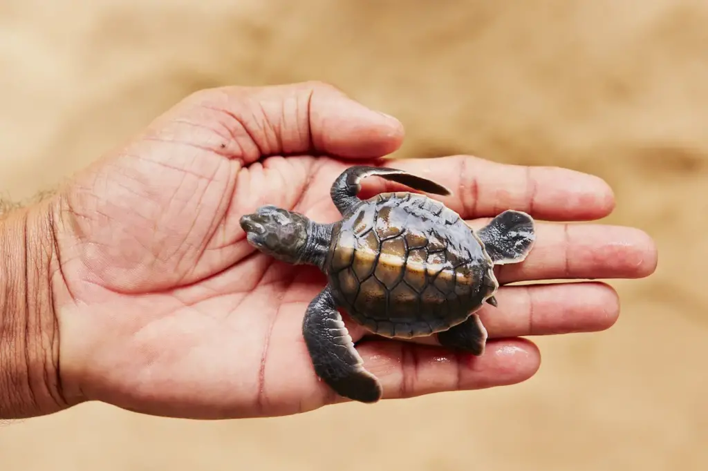 Newborn of Turtle New Animal Species