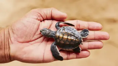 Newborn of Turtle New Animal Species