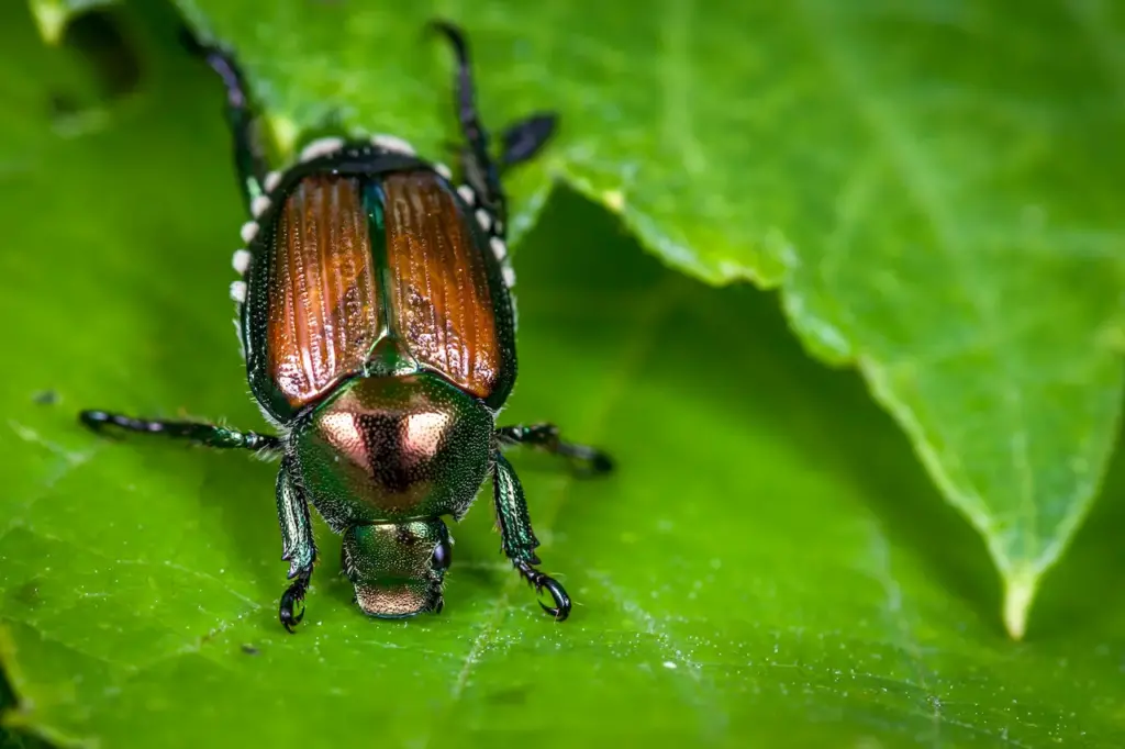 Pesky Japanese Beetle on the Leaves 
 