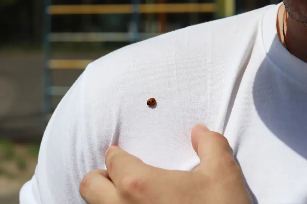 Red Shoulder Bugs on a White Shirt