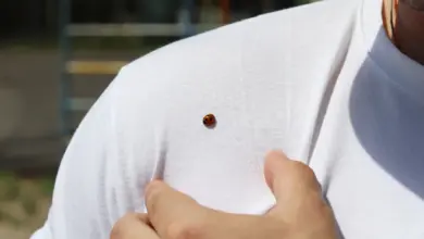 Red Shoulder Bugs on a White Shirt