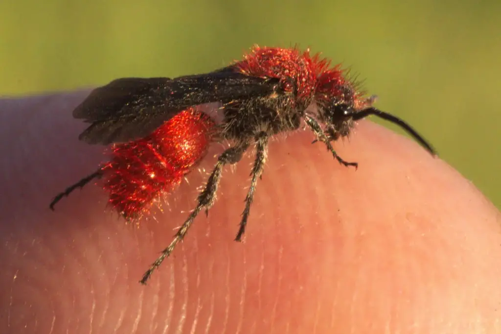 Red Velvet Ant on the Skin