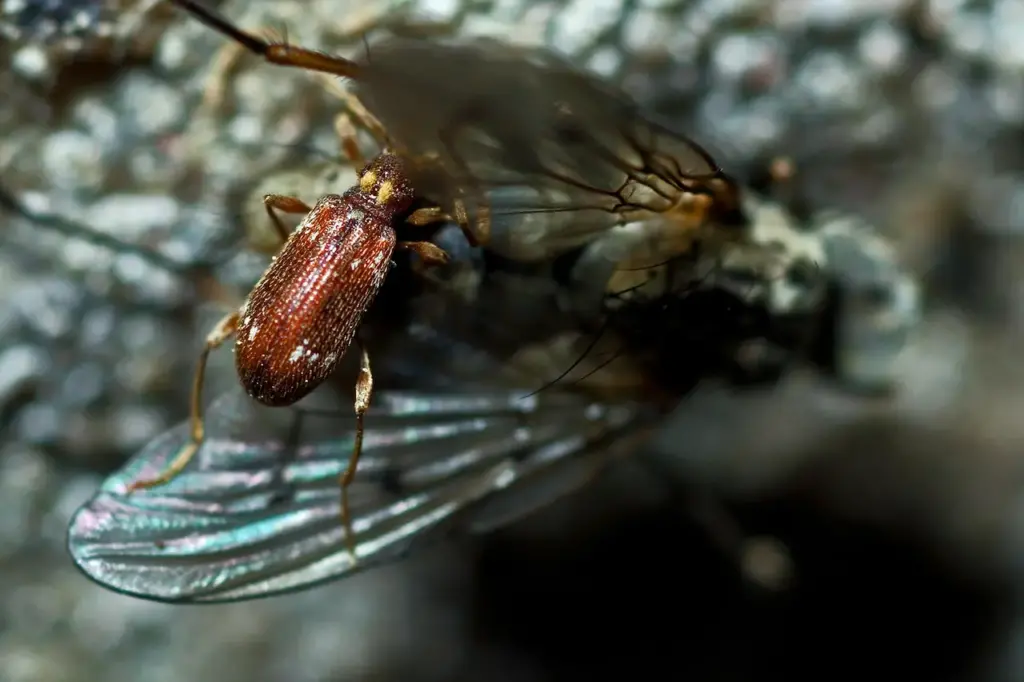 Spider Beetle Eats Dead Fly 