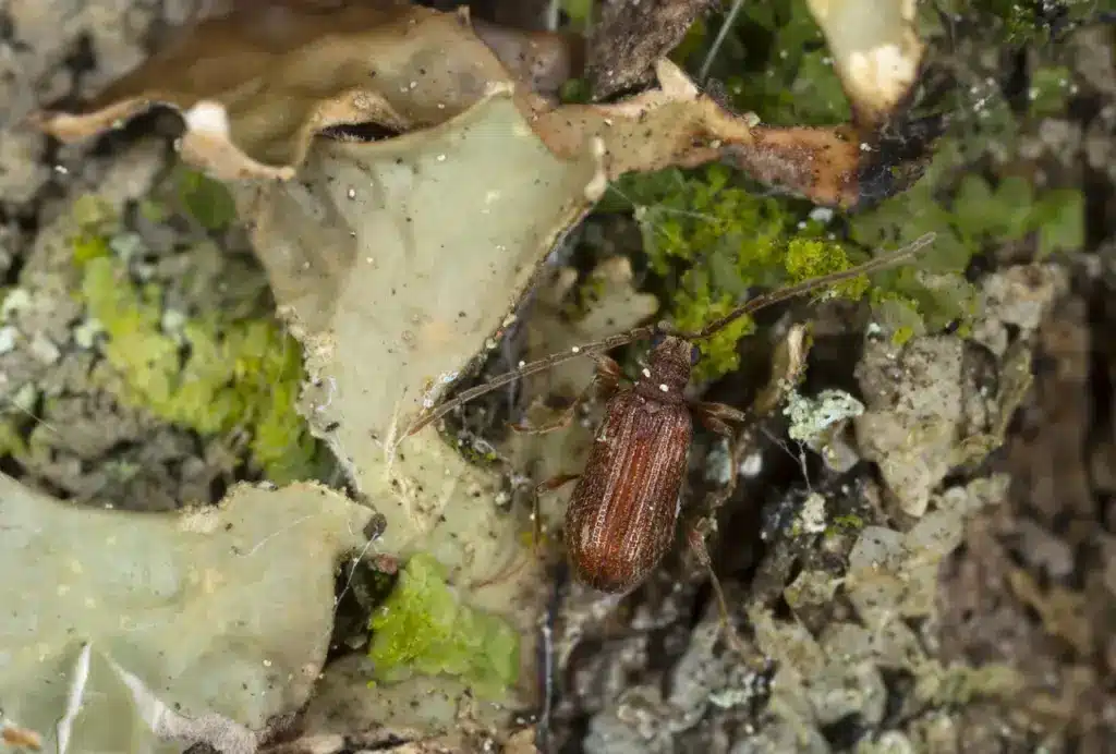 Spider Beetle vs Bed Bug on the Ground