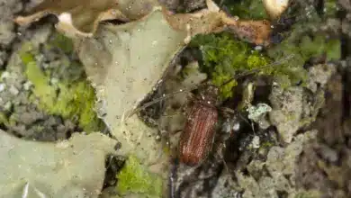 Spider Beetle vs Bed Bug on the Ground
