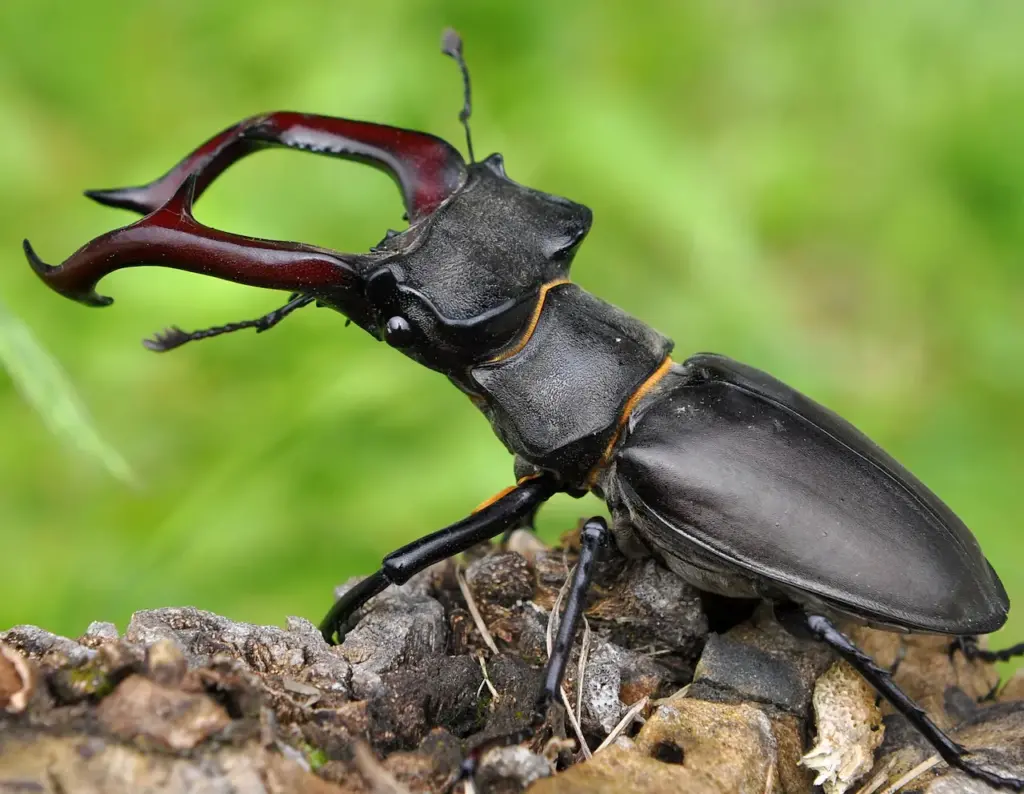 Stag Beetle on the Ground 