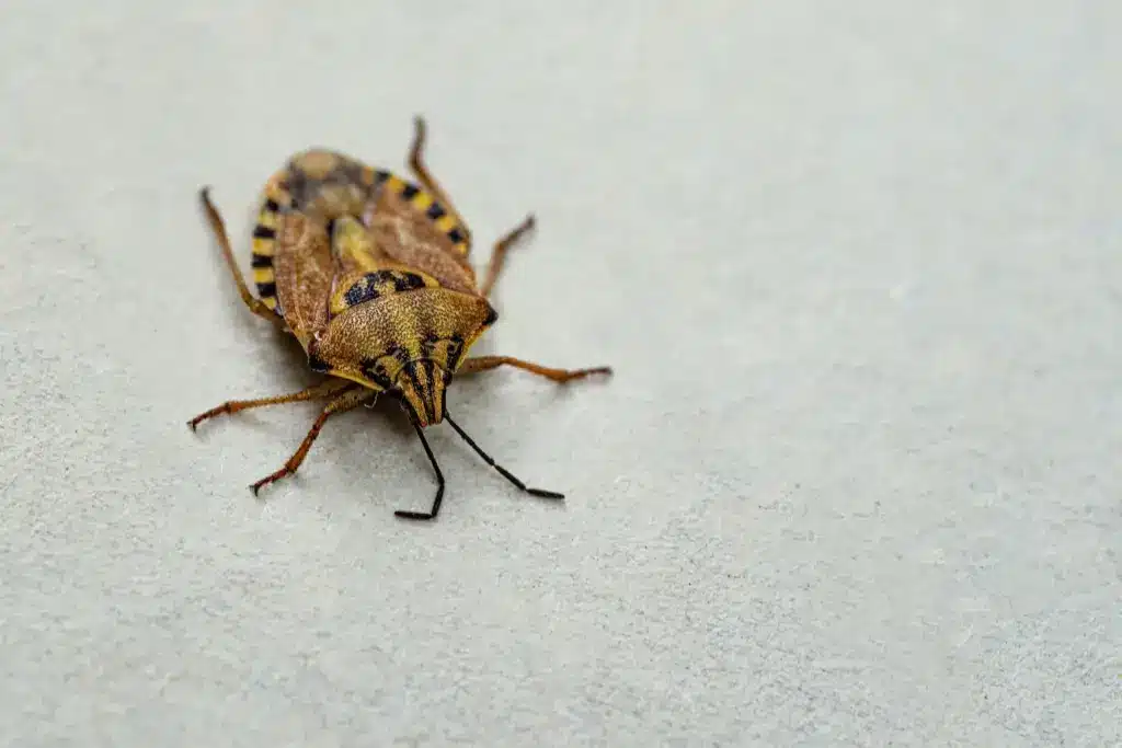 Close up Image of Stink Bug 