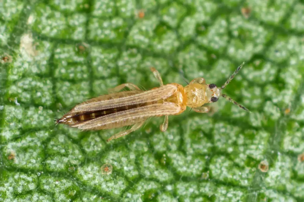 Thrips on the Leaves 