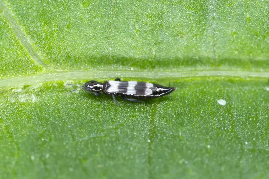 Thrips on a Leaves 