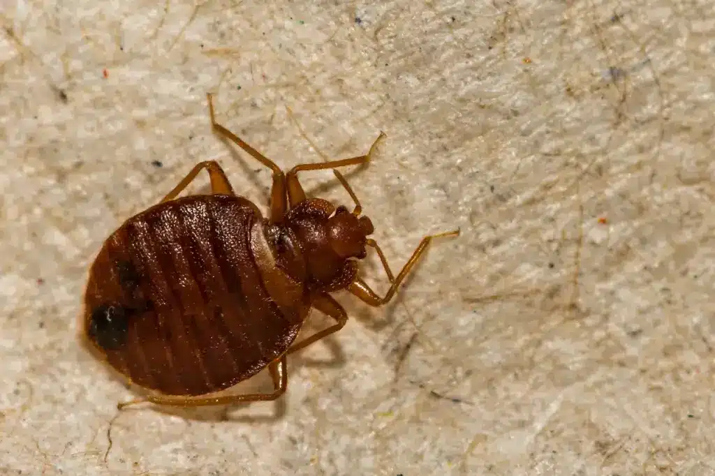 Common Bed Bug Tiny Bugs That Jump