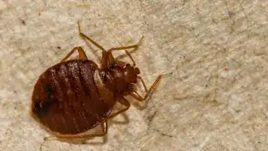 Common Bed Bug Tiny Bugs That Jump