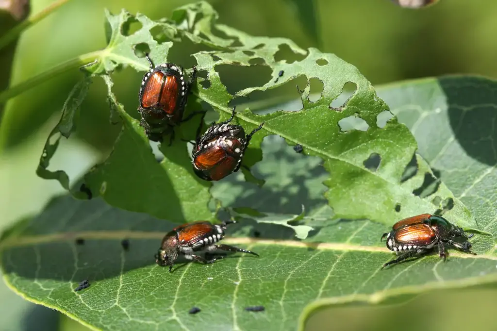 Japanese Beetle on the Leaves Tomentose Burying Beetle
