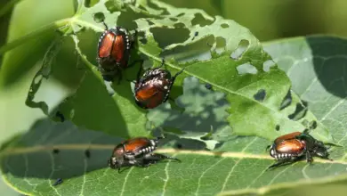 Japanese Beetle on the Leaves Tomentose Burying Beetle