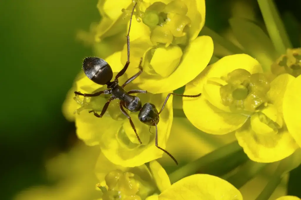 Ants of Yellow Flower Types of Ants