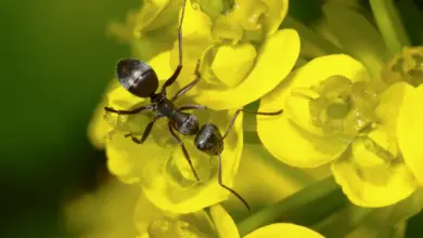 Ants of Yellow Flower Types of Ants