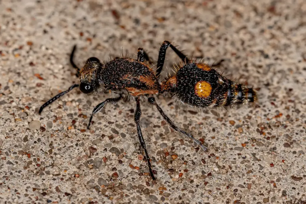 Velvet Ant on the Ground