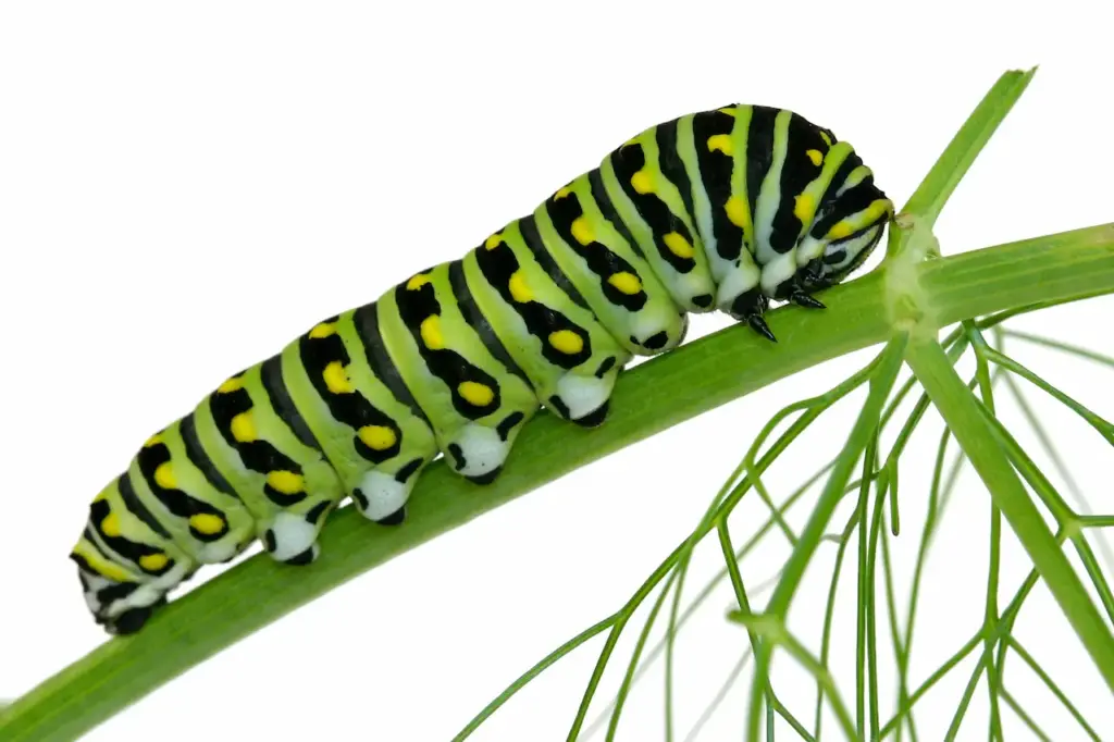 Green Caterpillar What Do Anise Swallowtail Caterpillars Eat