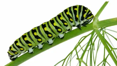 Green Caterpillar. What Do Anise Swallowtail Caterpillars Eat