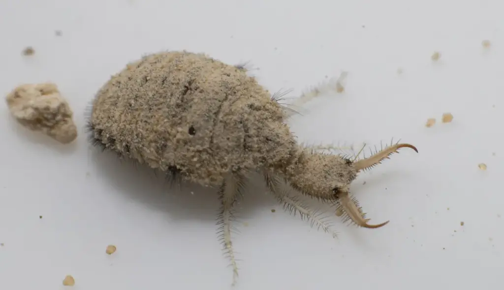 Small Larve from the Antlion Insect What Do Antlions Eat?