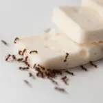 Ants Eating Cheese What Do Ants Eat