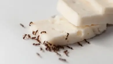 Ants Eating Cheese What Do Ants Eat