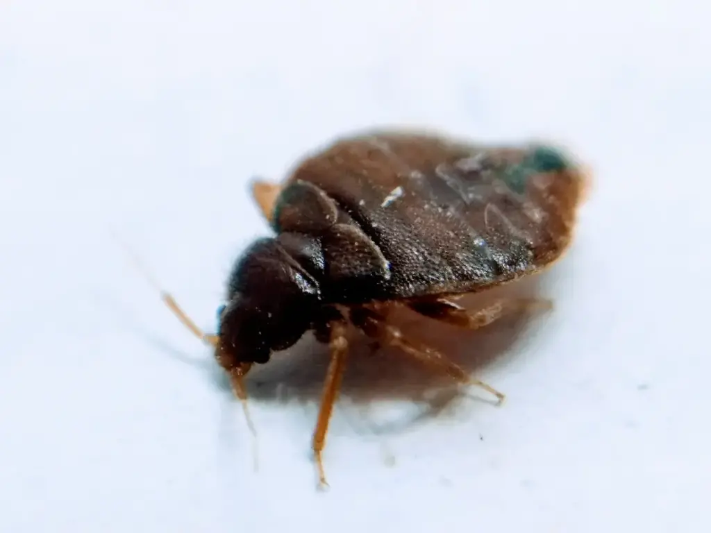 Close up of Bed Bugs What Do Bed Bugs Eat?