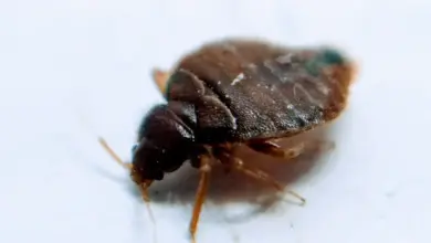 Close up of Bed Bugs What Do Bed Bugs Eat?
