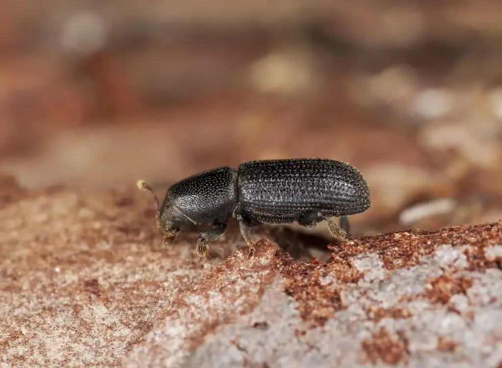 What Does a Bark Beetle Look Like