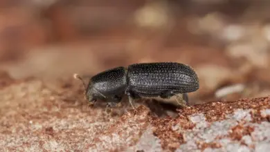 Bark Bettle Image. What Does a Bark Beetle Look Like