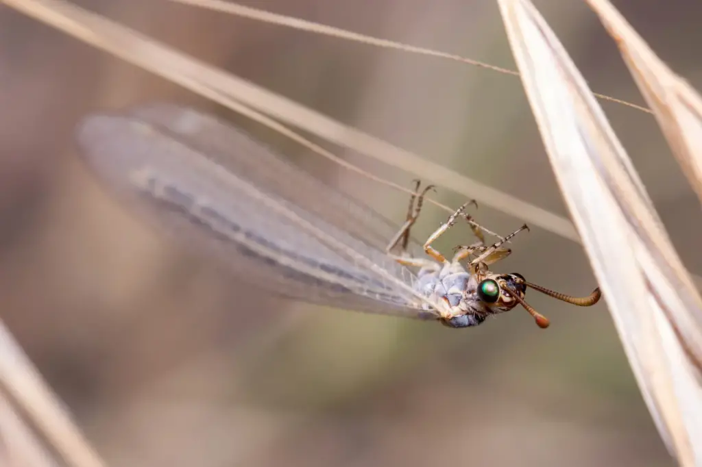 Antlions on a Twig on a Sunny Day What Eats Antlions