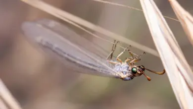 Antlions on a Twig on a Sunny Day What Eats Antlions