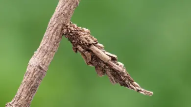 A Bagworm on a Tree Branch What Eats Bagworms