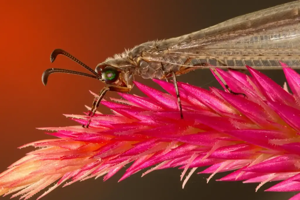 Antlion Adult on Astlibe Flower. Where Do Antlions Live
