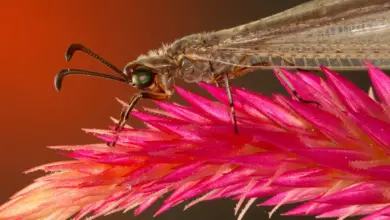 Antlion Adult on Astlibe Flower. Where Do Antlions Live