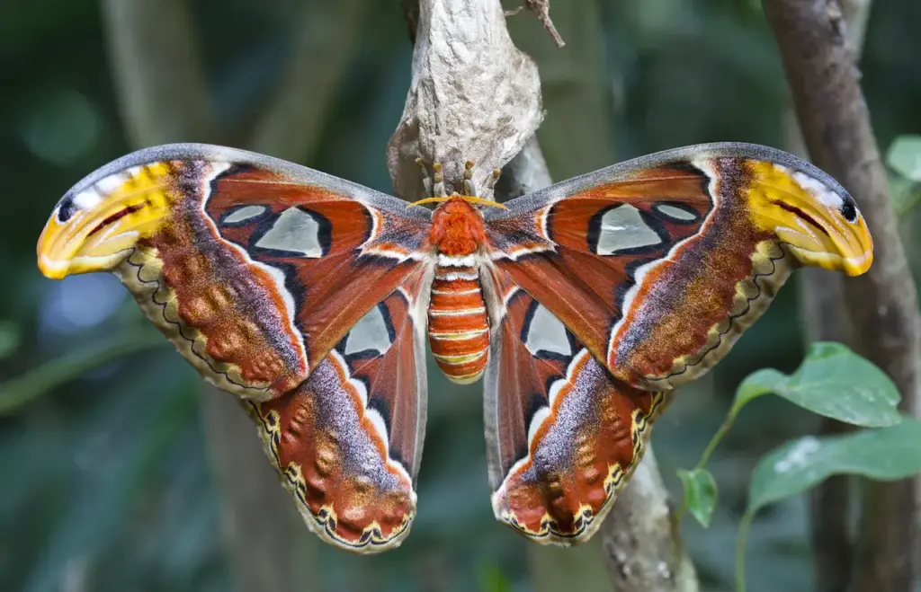Giant Atlas Moth Where Do Atlas Moths Live