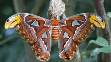 Giant Atlas Moth Where Do Atlas Moths Live