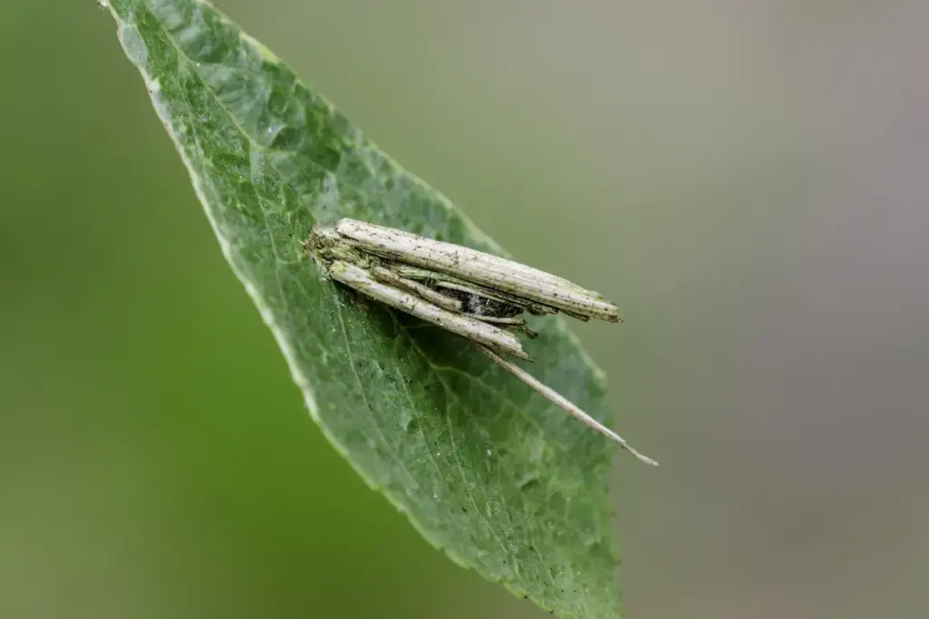 Bagworm on a Leaf Where Do Bagworms Come From