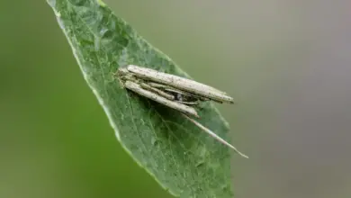 Bagworm on a Leaf Where Do Bagworms Come From