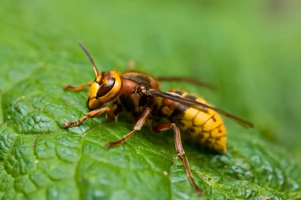 Close up of Hornets on a Leaves Where Do Bald Faced Hornets Live