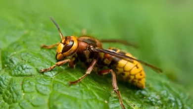 Close up of Hornets on a Leaves. Where Do Bald Faced Hornets Live