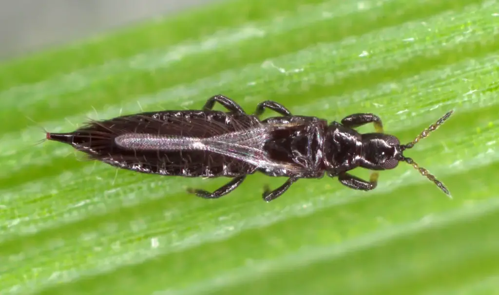 Thrips on a Leaves. Where Do Thrips Come From