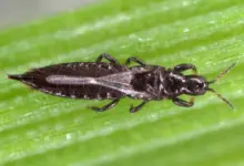 Thrips on a Leaves. Where Do Thrips Come From?