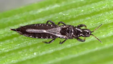 Thrips on a Leaves. Where Do Thrips Come From