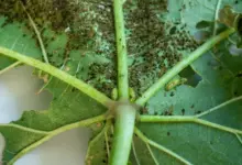 Thrips on a Okra Leave Will Thrips Ruin My Harvest?