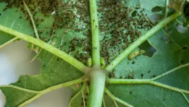 Thrips on a Okra Leave Will Thrips Ruin My Harvest