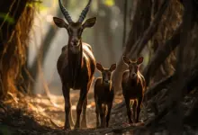 The Saola (Pseudoryx nghetinhensis) Walking In A Forest