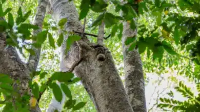 Northern Sportive Lemur. Endangered Species List 2013