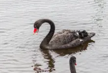 Rare Black Swan Eating Plastic. How Pollution Affects Our Wildlife