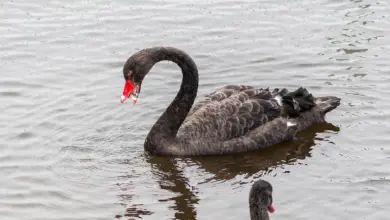 Rare Black Swan Eating Plastic. How Pollution Affects Our Wildlife